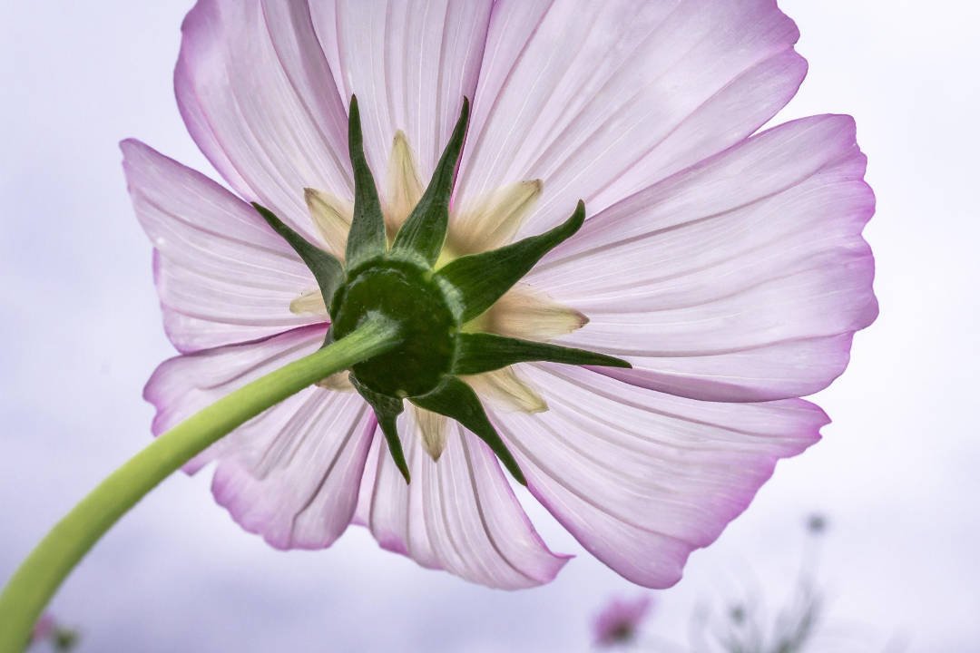 1080x720 bloem paars_lila